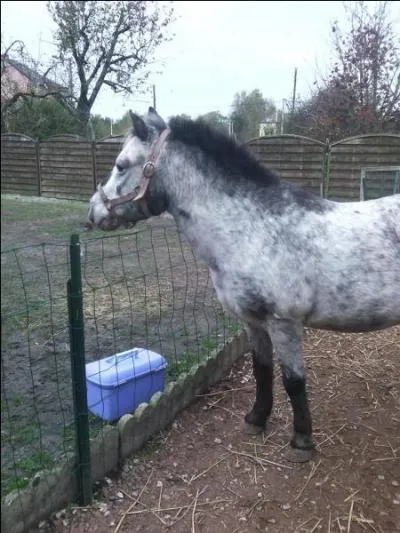 Comment choisit-on son cheval ?