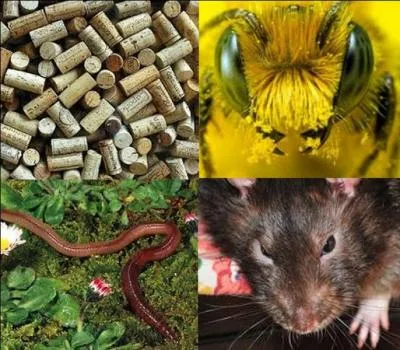 De quoi a-t-on peur si on est atteint d'apiphobie ? Indice : Maya.