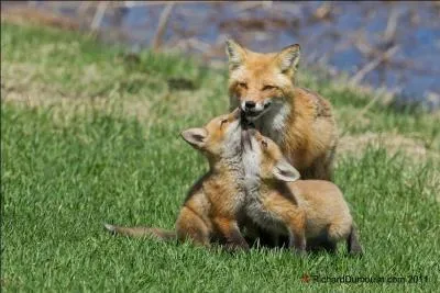 Quel est le gentilé des habitants de Château-Renard dans le Loiret ?