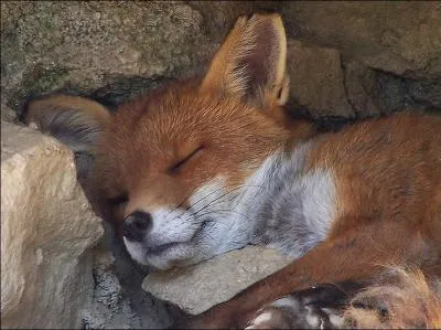 Comment se nomment les habitants de Châteaurenard, dans les Bouches du Rhône ?