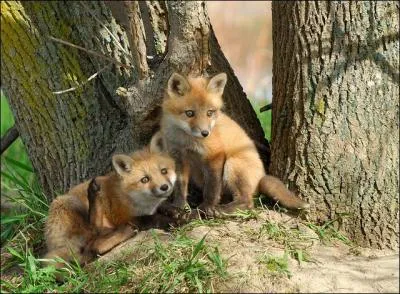 Qu'est-ce que le phalenger-renard ?
