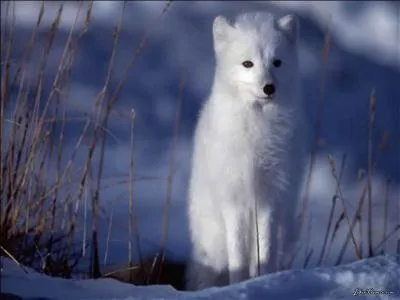 Qu'est-qu'un Isatis ?