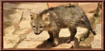 Qu'appelle-t-on "le renard crabier" ?