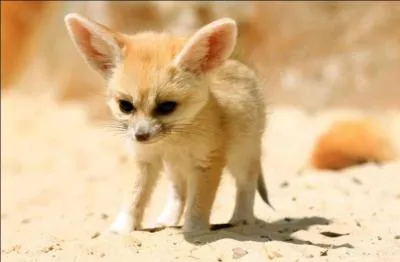 Comment s'appelle "le fennec" ?