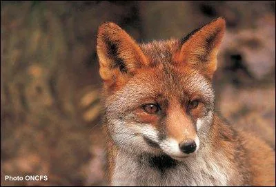 Quel est le nom du renard dans "Pinocchio" ?