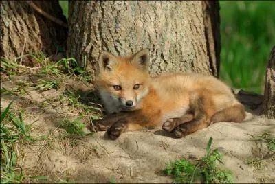 Qui est l'auteur du livre dans lequel on retrouve cette célèbre citation " "Adieu, dit le renard. Voici mon secret. Il est très simple : on ne voit bien qu'avec le coeur. L'essentiel est invisible pour les yeux. "