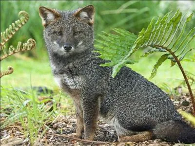 Qu'est-ce qu'un renard ?