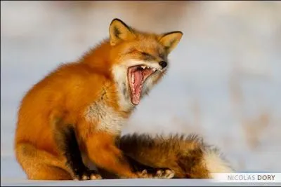 Au XVIIe et XVIIIe siècle, quel était ce jeu appelé "lancer de renard" ?