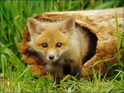 Dans une chanson de Daniel Guichard, qui est un peu renard, un peu loup ?