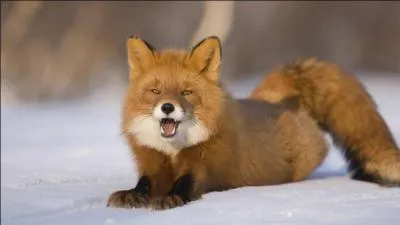 Qui a écrit "le roman de Renard" ?