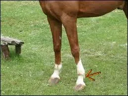 Quel est le nom de cette partie (les poils) ?