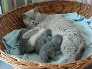 Que fait une chatte qui "chatonne" ?