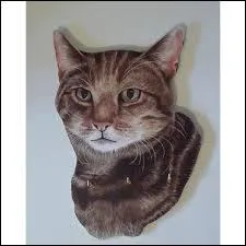 Mis à part le fait qu'il peut s'y faire les griffes, quel rapport le chat a-t-il avec un rideau ?