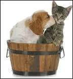 Vrai ou faux. Le chat a un odorat moins développé que le chien.