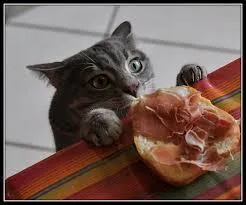 "Chat vit rôt chaud, rôt tenta chat, chat mit patte à rôt......"
Saurez-vous finir ?