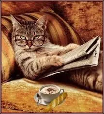 Un vrai ou faux.
Les chats à lunettes existent-ils ?