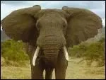 L'éléphant a des défenses qui ... jusqu'à la fin de sa vie.