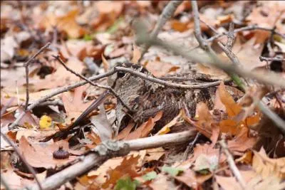 Il fut un temps, mesdames, où d'horribles machos vous surnommaient ainsi !