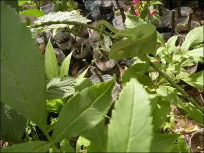 Si vous ne trouvez pas, je me ferai un plaisir de vous tirer la langue !