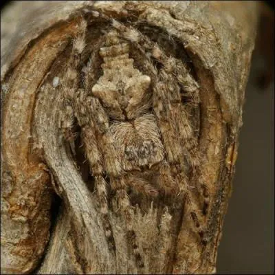 Son mimétisme est assez extraordinaire, non ? De quel animal s'agit-il ?