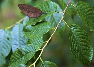 Ces feuilles sont spéciales, car l'une d'elles n'est pas végétale, c'est un insecte...