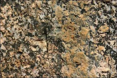 Faites de même pour cette photo, et prenez votre temps, au besoin reculez-vous un peu, quel animal voyez-vous ?