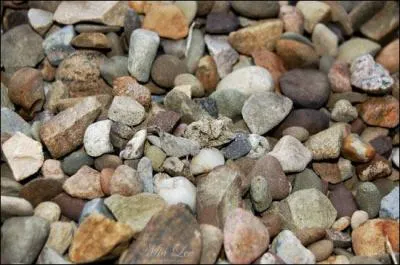 La couleur d'un caillou, la forme d'un caillou, mais ce n'est pas un caillou, alors de quoi s'agit-il ?