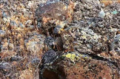 On ne voit pas souvent cet oiseau nocturne, amateur d'insectes, de plus il est très mimétique, la preuve sur cette photo !