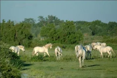 Que surveille le cheval de Camargue ?