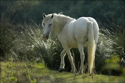 Le poulain de Camargue naît :
