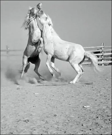 Quel est l'auteur du film "Crin-Blanc" ?