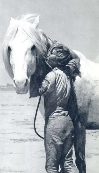 Pour Crin-Blanc, qui est le petit pêcheur ?