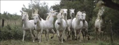 Où se situe la Camargue ?