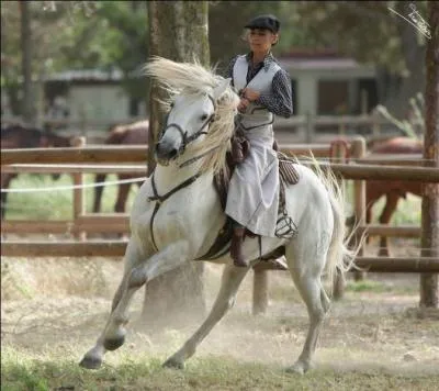 Combien toise le cheval de Camargue ? (à peu près)