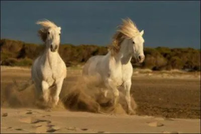 Combien pèse-t-il ?