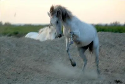La race camarguaise est une race :