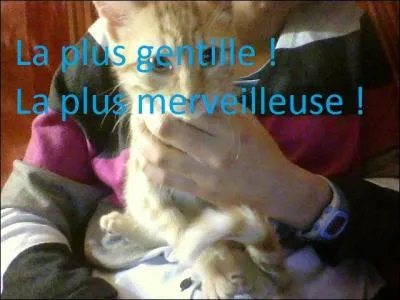 Le chat de Besanthile s'appelle 'Plume'. Dans quel manga peut-on voir un chat nommé 'Plume' ?