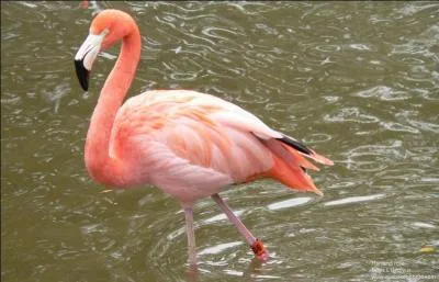 Wouha un faucon, il a vraiment les mêmes yeux que...