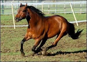 Quiz Chevaux