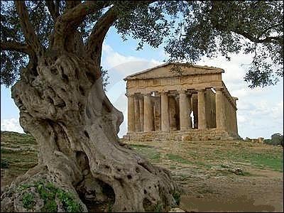 À quelle déesse grecque est associé l'olivier ?