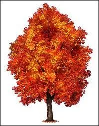 Quel est l'arbre dédié à Phobos, dieu grec de la peur ?