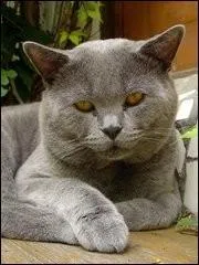 1er janvier 1560 : décès de ..., membre de la Pléiade, auteur du recueil de poèmes "Les Regrets". Qui a écrit "Épitaphe d'un chat" après la mort de son petit chat "Belaud" ?