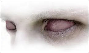 Il n'était pas certain de ce qu'il voyait. Les yeux de son aïeul demeuraient vides bien qu'il ______ lire.