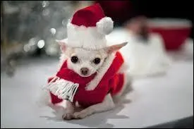 On le sait, elle est quasi insparable de son chihuahua ador. Pour Nol, elle a donc reu une petite panoplie adquate pour son compagnon  quatre pattes. De qui s'agit-il ?