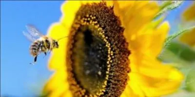 Pour que les abeilles visitent des fleurs rouges avec quelles autres zones doivent-elles être entourées ?
