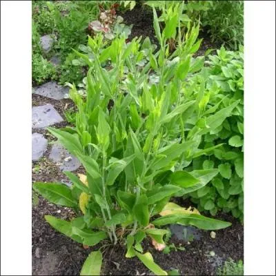 Quelle plante qui possède des racines comestibles au goût très fort, est appelée aussi "le radis de cheval" ?