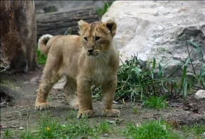 Combien en avait-elle ?