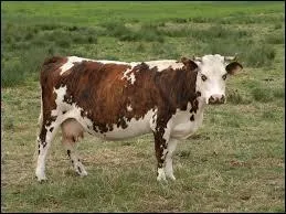 Quelle est cette race de vaches ?