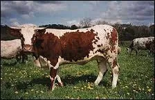 Quelle est cette race de vaches ?