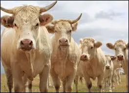 Quelle est cette race de vaches ?